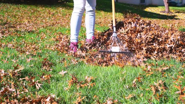 Person woman homeowner in garden yard backyard raking collecting dry autumn foliage oak leaves pile with rake in fall sunny sunlight on lawn