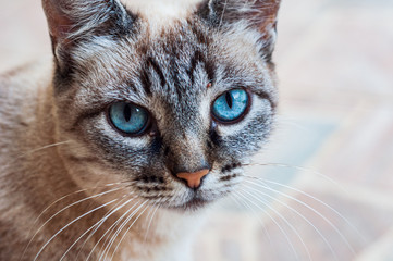 Gray domestic cat with blue eyes in rural area