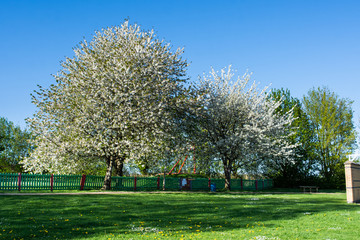 A pair of cherry trees covered in white blossom in front of a childrens play area in Bradford on Avon Wiltshire