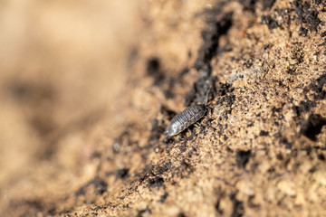 Insect woodlouse creeps on a sand hill