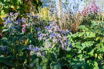 The blue star flowers of a borage  plant Borago officinalis growing on a verge in front  of fencing