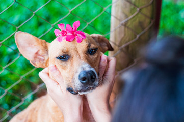 Closeup of a human hand caressing a charming female brown dog with a pink flower in head