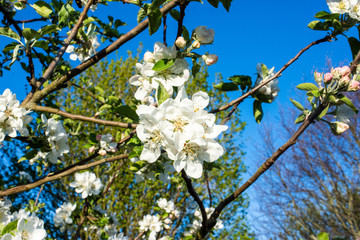 White apple blossom against a background of trees and blue sky