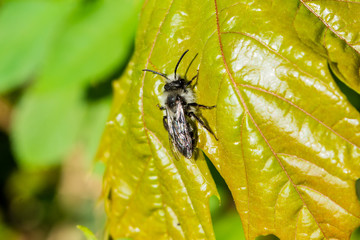 An ashy mining bee Andrena cineraria resting on a young sycamore leave in late afternoon sunshine