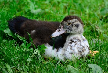 Musk duck on grass