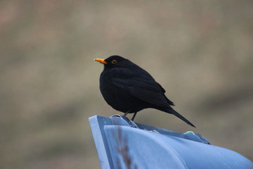 Blackbird