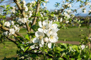 Obraz na płótnie Canvas White apple blossom flowers with tree branches and grass in the background
