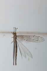 Antlion Myrmeleon alternans on a wall tile. Cruz de Pajonales. Tejeda. Gran Canaria. Canary Islands. Spain.