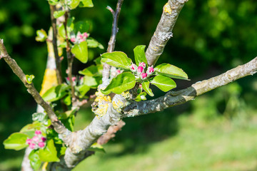 A cluster of pink petalled flower buds of unopened apple tree blossom surrounded by a rosette of...