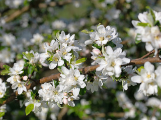 Blühender Apfelbaum, Malus, im Frühling