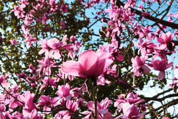 Vibrant, pink magnolia denudata from a close-up view with blue sky and clouds. © Peter Dinyesi
