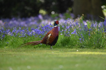 Cock pheasant in the bluebells