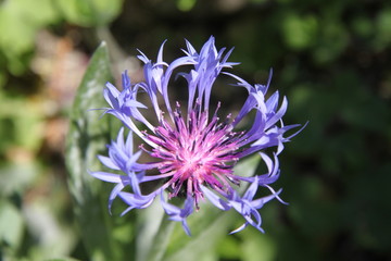 Mountain perennial cornflower bachelor's button bluet