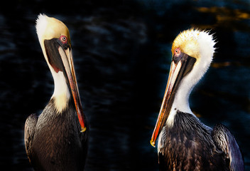 Two Pelicans