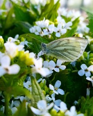 white butterfly on a flower