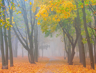 Beautiful autumn park with colorful red and yellow trees in morning mist