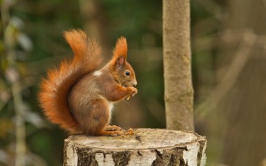 Ein rotes eurasisches Eichhörnchen sitzt auf einem Baumstumpf und isst eine Nuss, sciurus vulgaris