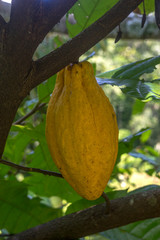 cacao on a tree