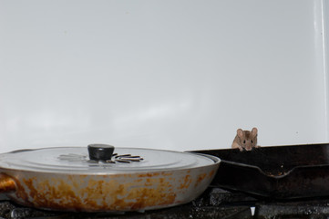 House mouse Mus musculus searching for food in a kitchen. Cruz de Pajonales. Tejeda. Gran Canaria. Canary Islands. Spain.