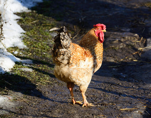 handsome rooster domesticated