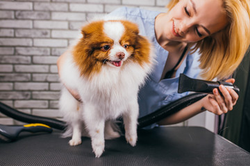 cute little pet spitz on the procedure of hair cutting in grooming salon. during wool drying, professional care of dogs