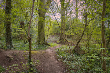 Fototapeta na wymiar Perceton Woods By Irvine North Ayrshire Scotyland