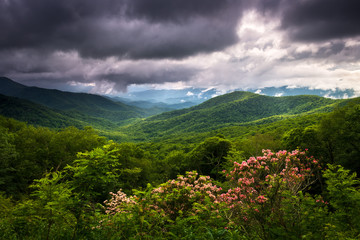 Mountain laurel flowers and dappled sunlight on the ridges near Waynesville, North Carolina, along...