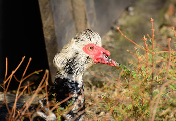 Muscovy duck closeup