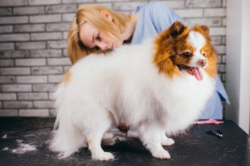 careful caucasian female groomer neatly handle with pet, domestic animal spitz. the dog with overgrown hair calmly go through cutting, grooming