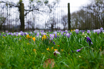 Crocuses