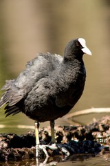 blackbird on the beach