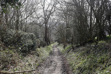 Tree-lined path in the morning light