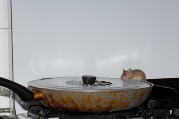 House mouse Mus musculus feeding of the oil in a frying pan. Cruz de Pajonales. Tejeda. Gran Canaria. Canary Islands. Spain.
