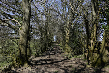 ancient rural tree-lined road