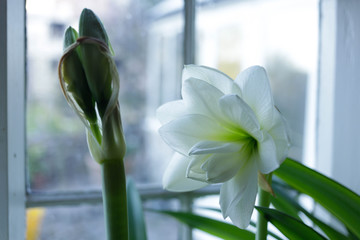 Budding amaryllis
