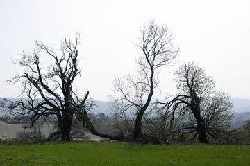 Three trees against the English hills