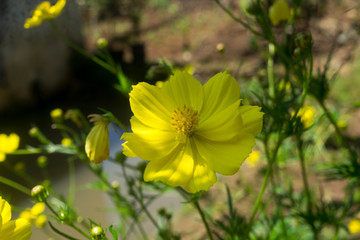 cosmos flowers