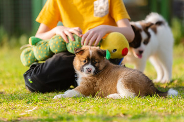 young boy with elo puppies in the garden