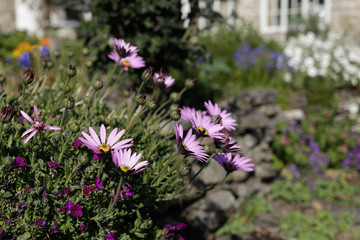 Daisies in the wall