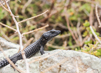 Lizard on the rock