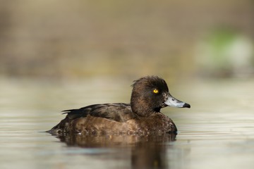 female mallard duck