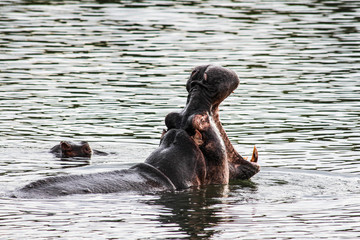 Fototapeta na wymiar Hippo in the water