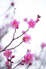 Fototapeta na wymiar Branches with cherry blossoms
