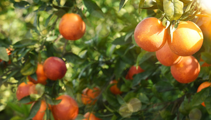 Orange garden, summer background