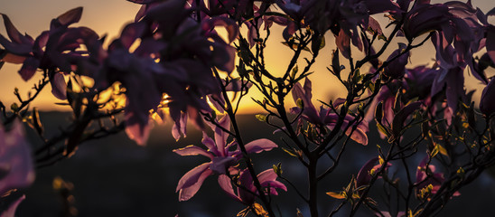 Nice magnolia sulanga flowers on the sunset background