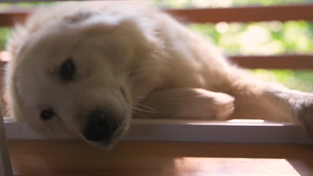 Closeup of white great pyrenees dog looking through open window brown eyes begging for food or to be let inside funny humor with paws on windowsill frame eating treats