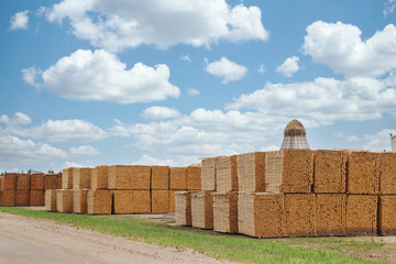 Stacks of cut wood boards ready for shipping at an industrial sawmill yardsite in summer