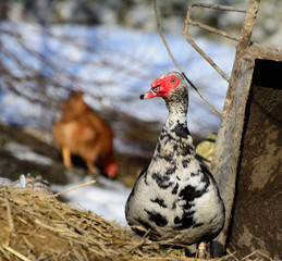 Muscovy duck closeup