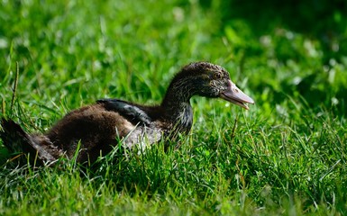 Musk duck on grass