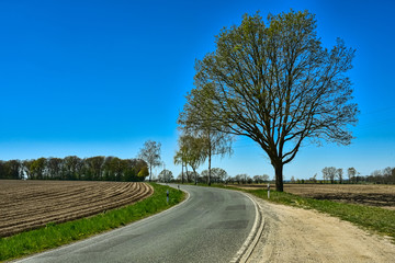 Fototapeta premium Landstrasse, Kurve, Baum, Frühling, zartes grün